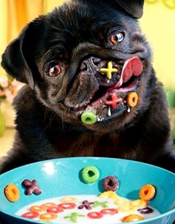 мопс черный