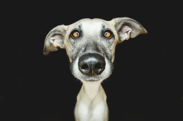 эльке фогельзанг