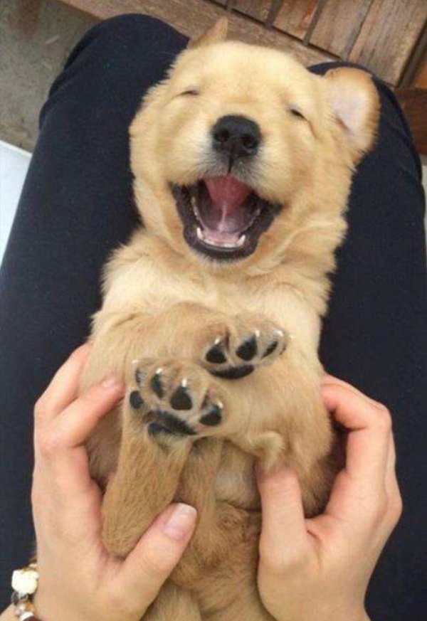 милые собачки