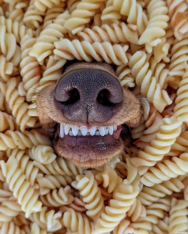 макарон спагетти