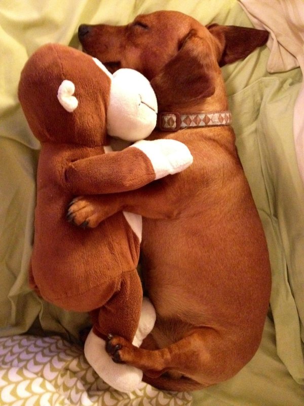 спокойной ночи с собаками