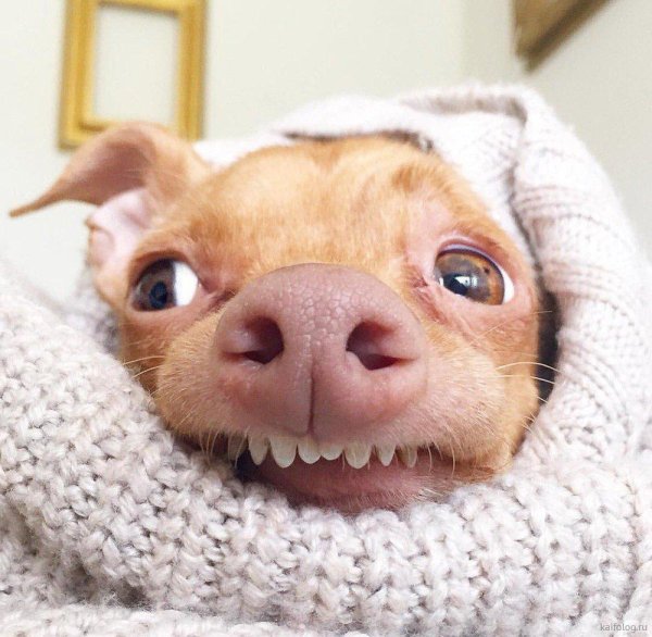 чихуахуа туна