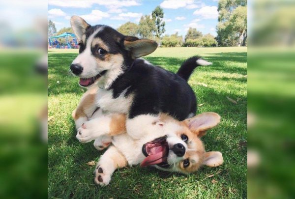 вельшкорги пемброк