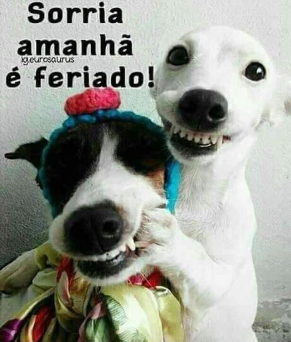 джек рассел терьер