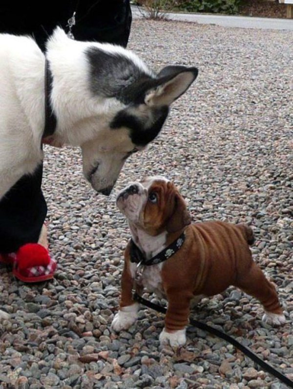 бульдоги собаки