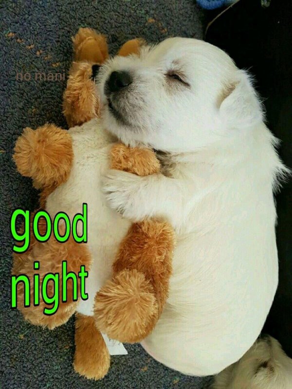 собачка милая