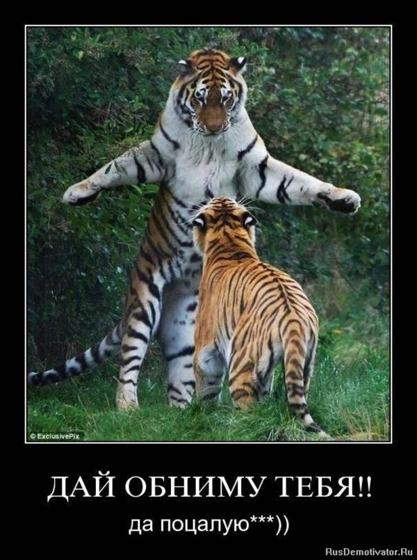 тигр бенгальский