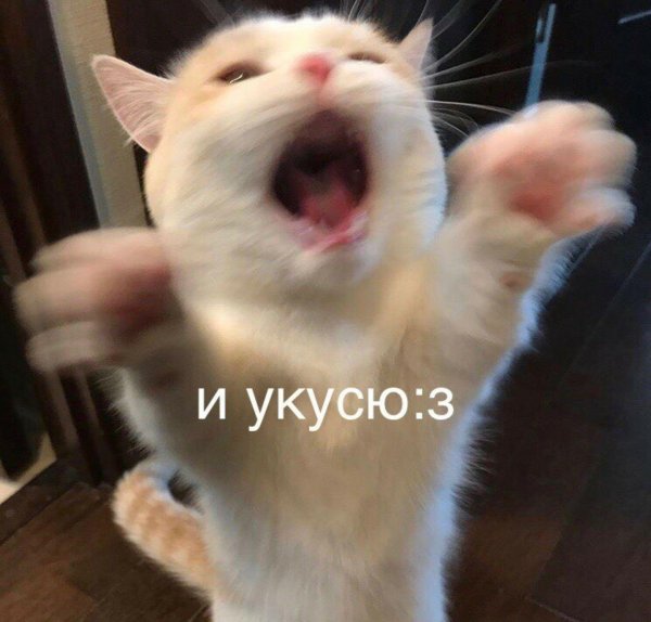 мем кошка