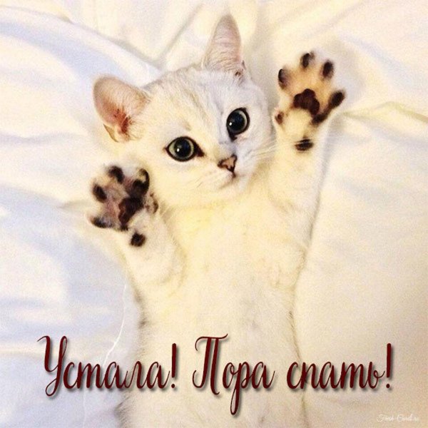 милая котик