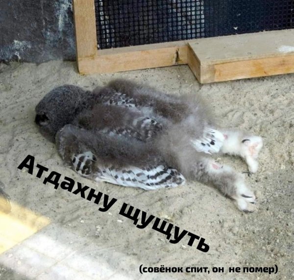совёнок спящий