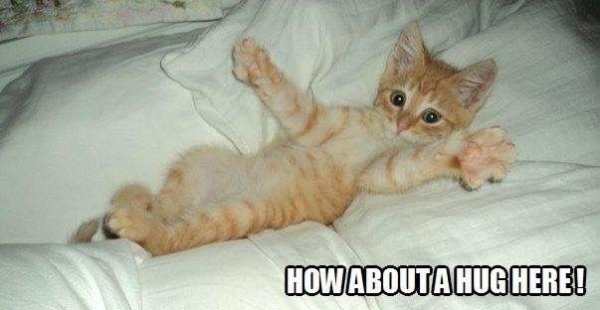 рыжие котята