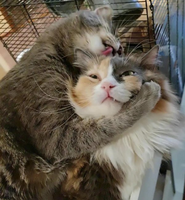 влюбленные коты