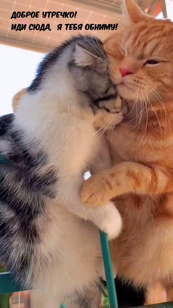 объятия животных