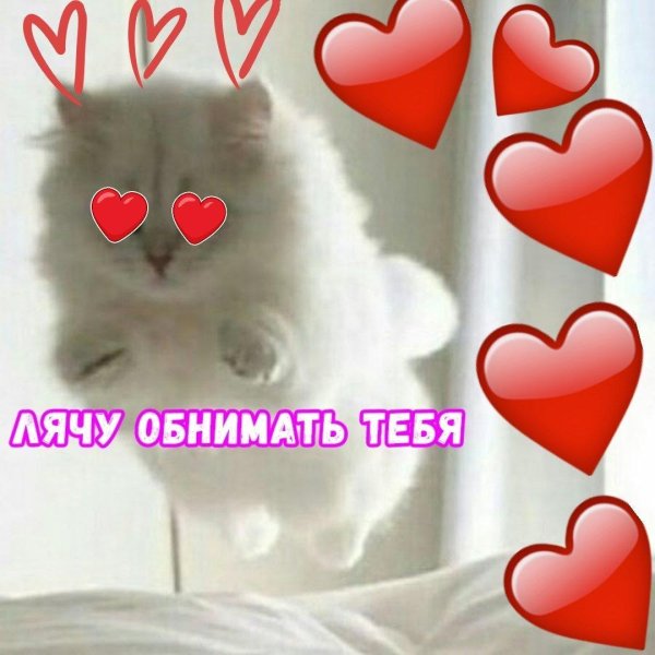 котики с сердечками