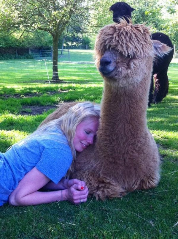 ферма альпак