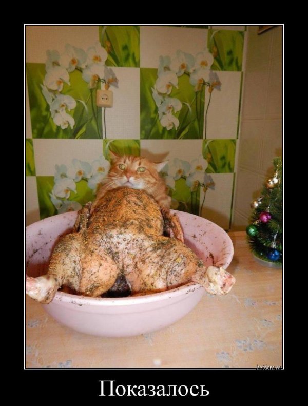 обожравшийся кот