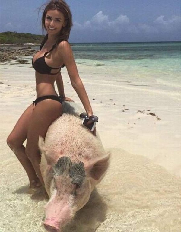 девушки в бикини со свиньями