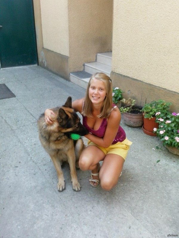 немецкая овчарка