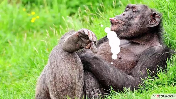 животные шимпанзе