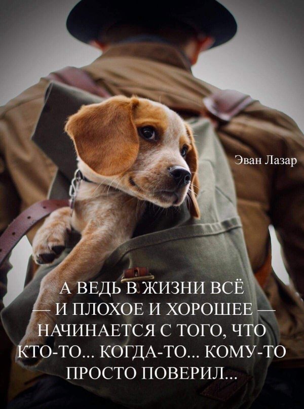 собака друг человека