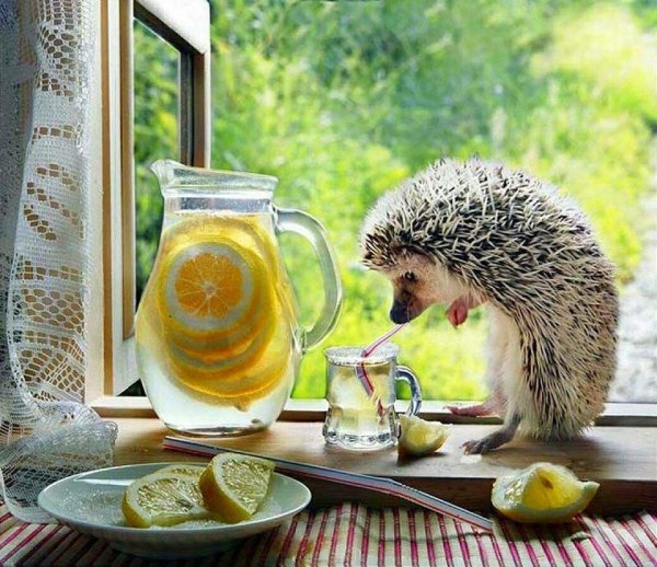 ёжики елены ерёминой