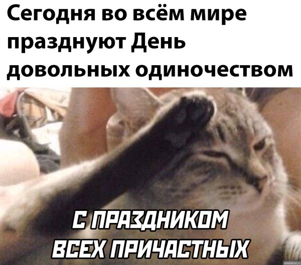 кот отдает честь