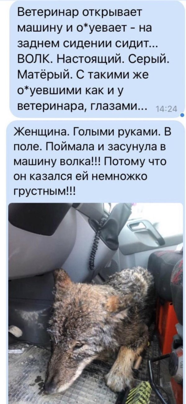 Женщина ищет собаку