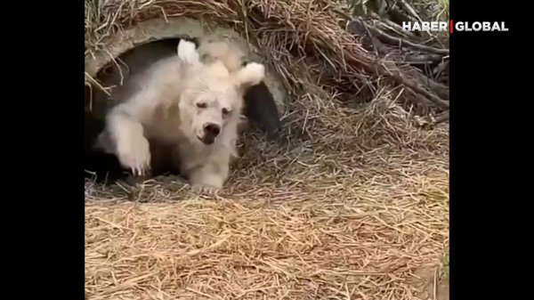 медвежонок высунулся из берлоги