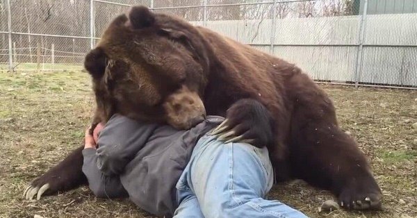 гигантский медведь