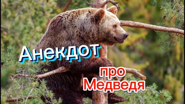 анекдот про медведя