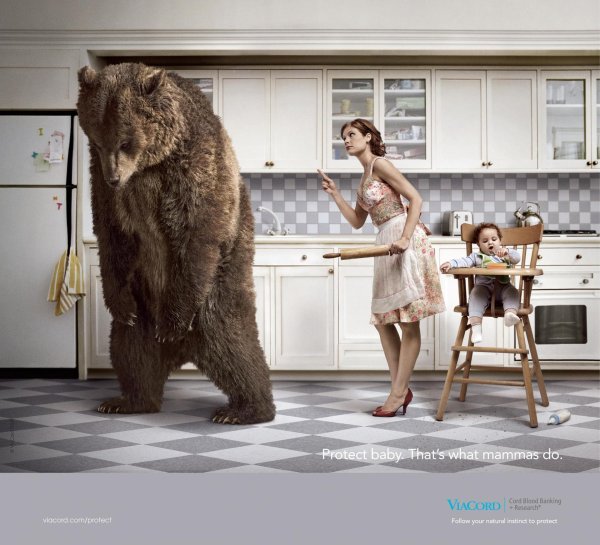 гризли бурые медведи