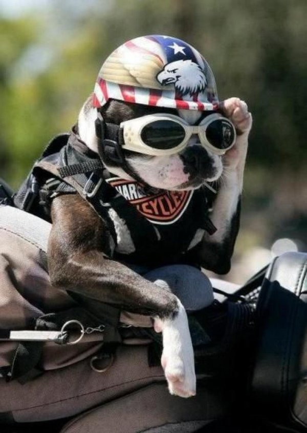 французский бульдог байкер
