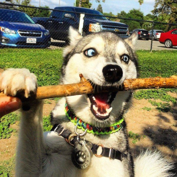 сибирский хаски