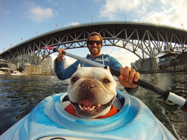 французская бульдог