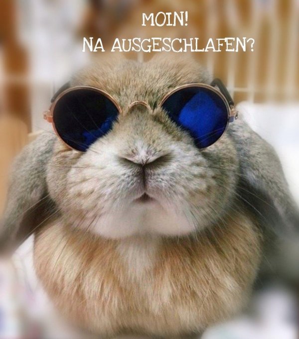 смешной кролик