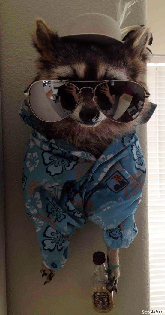 крутой енот