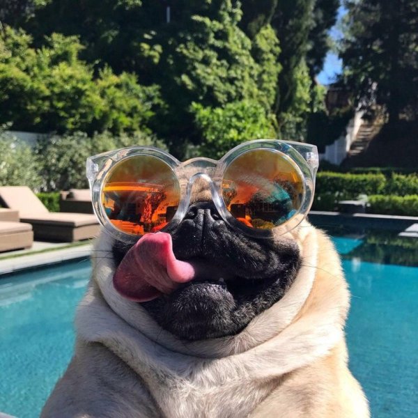 мопс смешной