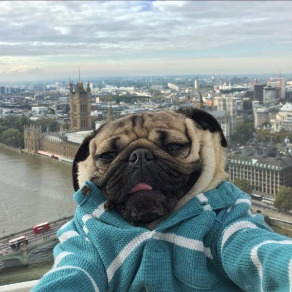 мопсики смешные