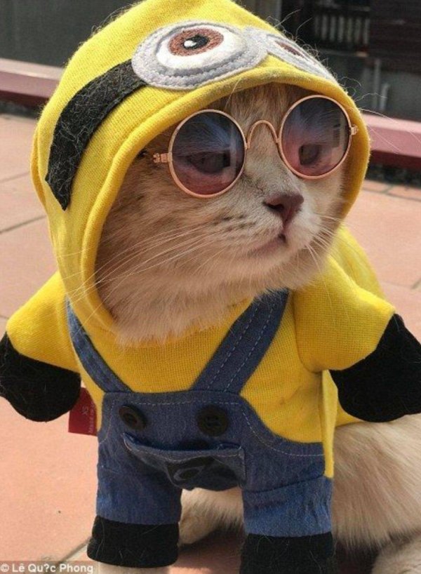 котики на аву смешные