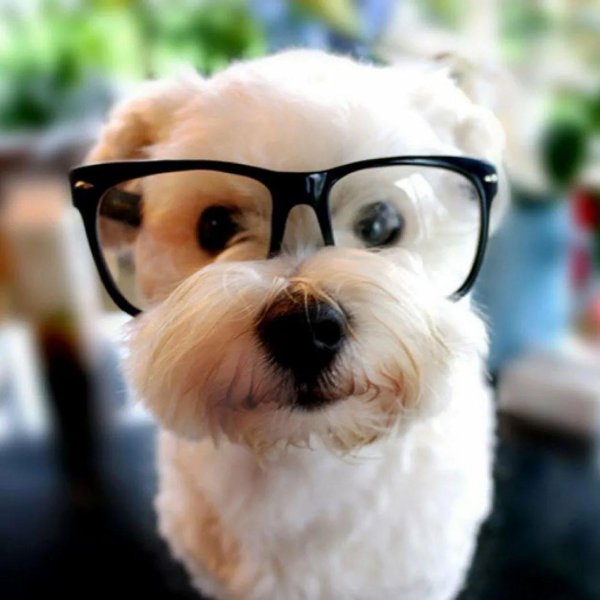 собака с очками