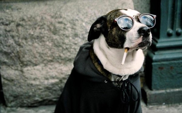 курящая собака