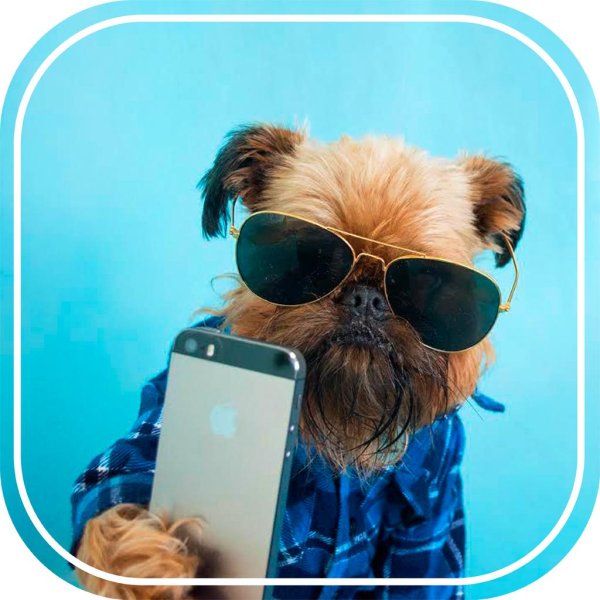 собачка с айфоном