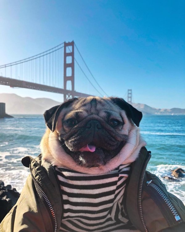 мопс гладкошерстный