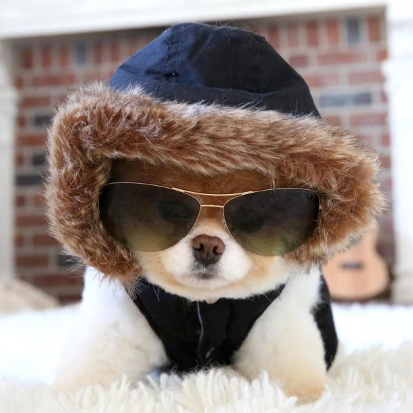 модная собака