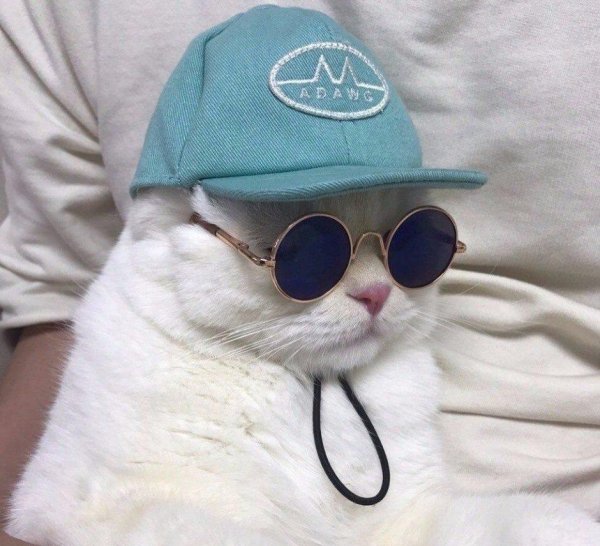 крутой котик