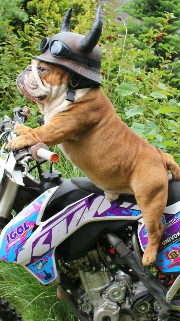 шлем для собаки на мотоцикле