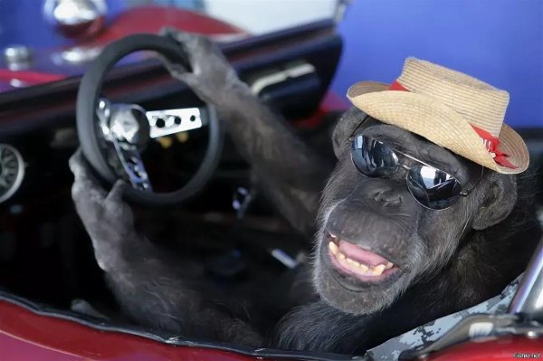 макака за рулем