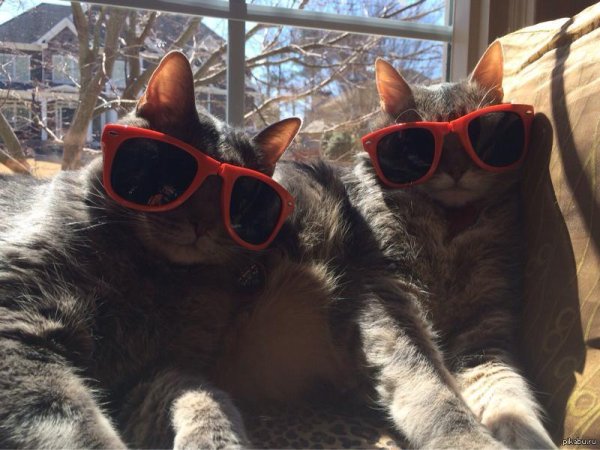 котики с очками