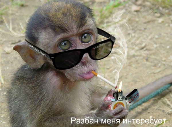 обезьянка с сигаретой
