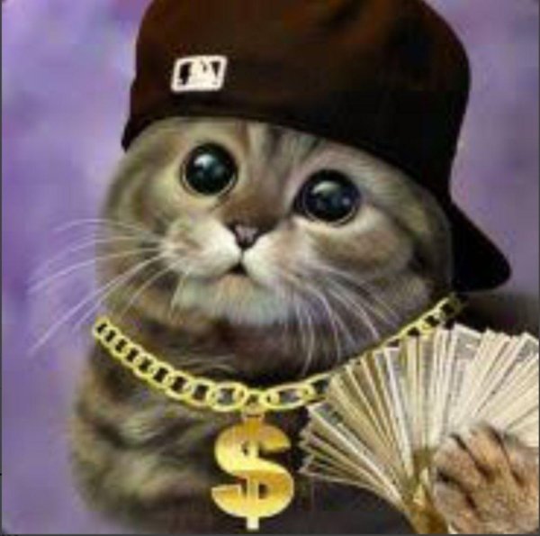 крутые коты